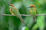 Little Green Bee-eater Stock Photo