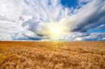 Field Of Wheat Dramaticl Cloudy Blue Sky Stock Photo