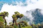 From Andes To Amazon, View Of The Tropical Rainforest, Ecuador Stock Photo