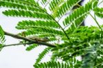 Lizard On Tree Branch Stock Photo