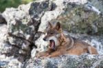 The Iberian Wolf Stock Photo