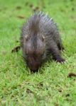 Baby Porcupine Stock Photo