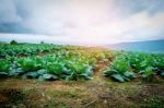 Cabbage Grown On The Mountain Stock Photo