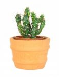 Cactus On Isolated Background ( Cereus Hexagonus Mill ) Stock Photo