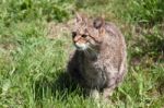 Close-up Of An European Wildcat (felis Silvestris Silvestris) Stock Photo