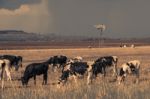 Australian Cows Stock Photo