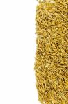 Top View Of Paddy Rice And Rice Seed On The White Background For Isolated Stock Photo