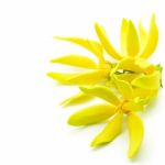 Ylang-ylang Flower Stock Photo