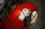 Red Macaw In Bird Cage Stock Photo