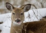 Beautiful Portrait Of A Wild Deer In The Snowy Forest Stock Photo