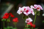 Beautiful Flower At Doi Tung, Thailand Stock Photo