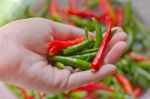 Woman Hand Holding Fresh Chili Peppers Stock Photo