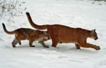 Mama & Baby Cougar Stock Photo