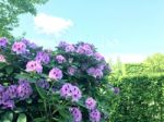 Rhododendron-flowers In The Park Stock Photo