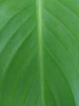 Green Banana Leaf Background Stock Photo