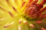 Yellow And Red Dahlia Stock Photo