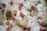 Sick Chicken Or Sad Chicken In Farm,epidemic, Bird Flu, Health Problems Stock Photo