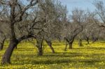 Almond Orchard In A Field Of Yellow Flowers Stock Photo