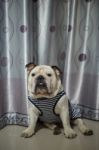 English Bulldog Sit On The Floor Stock Photo