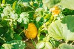 Pumpkin Growing In The Garden Stock Photo