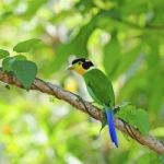 Long-tailed Broadbill Stock Photo