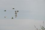 Great White Pelicans (pelecanus Onocrotalus) Flying Over The Dan Stock Photo