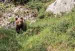 Brown Bear In Asturian Lands Stock Photo