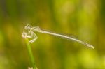 White Featherleg (platycnemis Latipes) Damselfly Insect Stock Photo