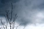 Branch And Leaves (dead Tree) Stock Photo