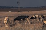 Australian Cows Stock Photo