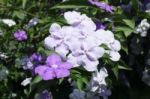 Closeup Of Brunfelsia Uniflora Flower Stock Photo