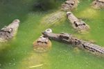 Crocodile Breeding Farm In Siem Reap, Cambodia Stock Photo