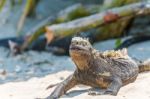 Marine Iguana On Galapagos Islands Stock Photo