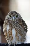 Asian Barred Owlet Stock Photo