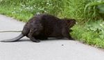 Isolated Close Image With A Canadian Beaver Entering The Grass Stock Photo