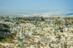 Flowering Desert (spanish: Desierto Florido) In The Chilean Atac Stock Photo