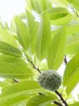 Sugar Apple Stock Photo