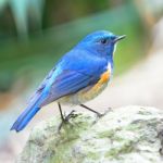 Male Himalayan Bluetail Stock Photo