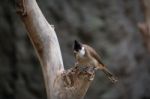 Fuengirola, Andalucia/spain - July 4 : Red-whiskered Bulbul (pyc Stock Photo