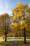 East Grinstead, West Sussex/uk - October 26 : Tulip Trees (lirio Stock Photo