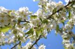 The Blooming Of Apple Trees Stock Photo