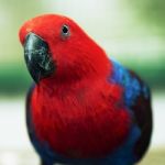 Crimson Rosella Stock Photo