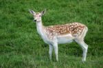 Fallow Deer (dama Dama) Stock Photo