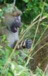 The Funny Baboon Has Found Something Stock Photo