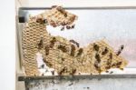 Wasp Nest With Wasps Sitting On It. Wasps Polist Stock Photo