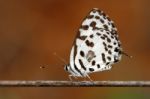 Common Pierrot Stock Photo