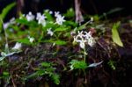 Wild White Flowering Plants In A Crack Of Mountain With Moss Stock Photo