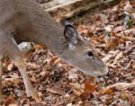 Beautiful Photo Of The Cute Deer Eating The Leaves In The Forest Stock Photo