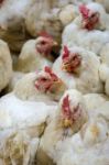 Sick Chicken Or Sad Chicken In Farm,epidemic, Bird Flu, Health Problems Stock Photo