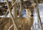 Beautiful Isolated Image With A Cute Wild Deer In The Snowy Forest Stock Photo